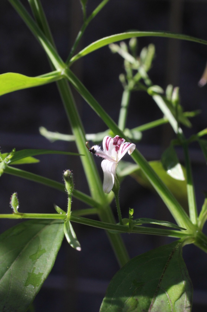 センシンレン（穿心蓮）の花